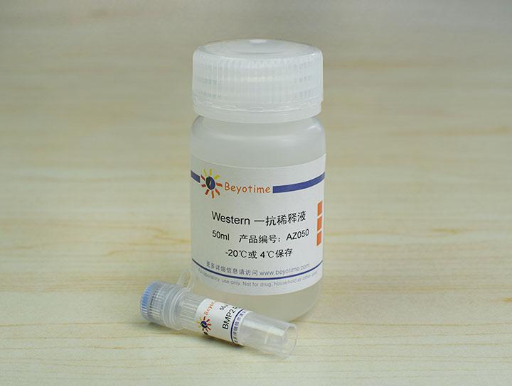 BMP2 Rabbit Polyclonal Antibody